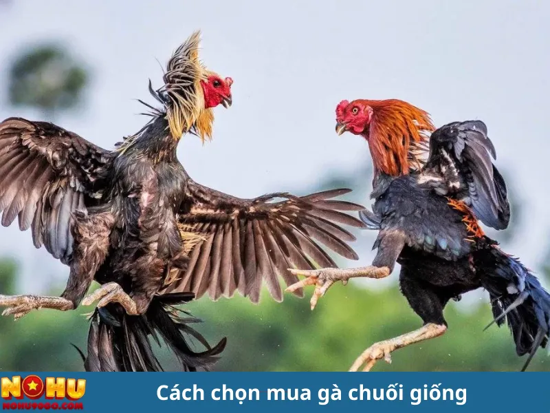 Gà Chuối Là Gì? Khám Phá Những Điều Thú Vị Về Loài Gà Đặc Biệt 3 "Gà Chuối Là Gì? Khám Phá Những Điều Thú Vị Về Loài Gà Đặc Biệt