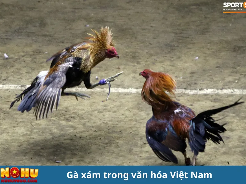 Gà Xám Là Gì? Hé Lộ Sự Thật Về Chiến Kê Dũng Mãnh 3 Gà Xám Là Gì? Hé Lộ Sự Thật Về Chiến Kê Dũng Mãnh
