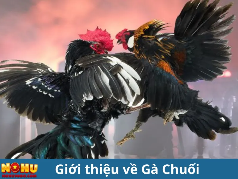 Gà Chuối Là Gì? Khám Phá Những Điều Thú Vị Về Loài Gà Đặc Biệt 2 "Gà Chuối Là Gì? Khám Phá Những Điều Thú Vị Về Loài Gà Đặc Biệt