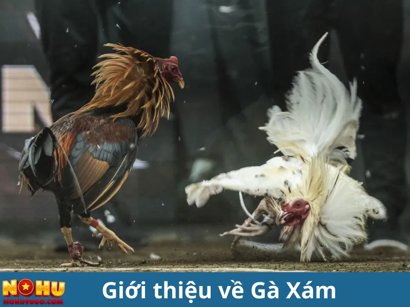 Gà Xám Là Gì? Hé Lộ Sự Thật Về Chiến Kê Dũng Mãnh 2 Gà Xám Là Gì? Hé Lộ Sự Thật Về Chiến Kê Dũng Mãnh